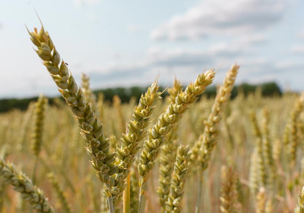 La culture de céréales - Produits