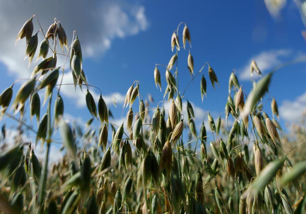 La culture de céréales - Produits