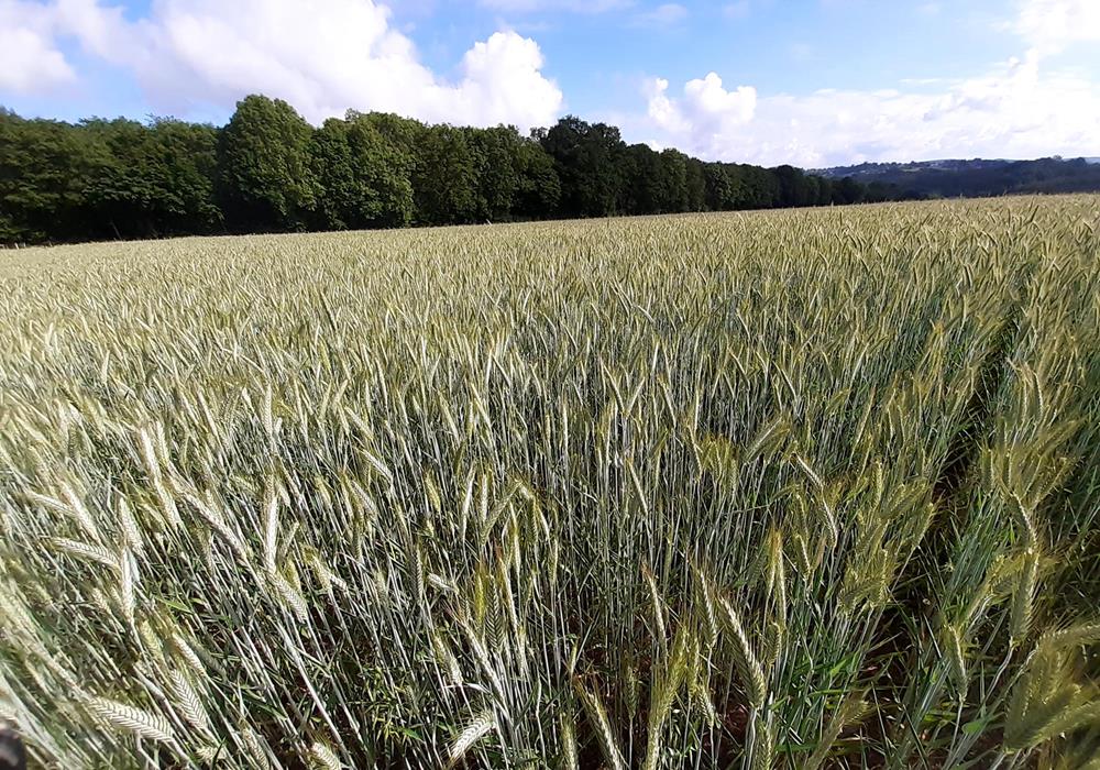 La culture de céréales - Produits