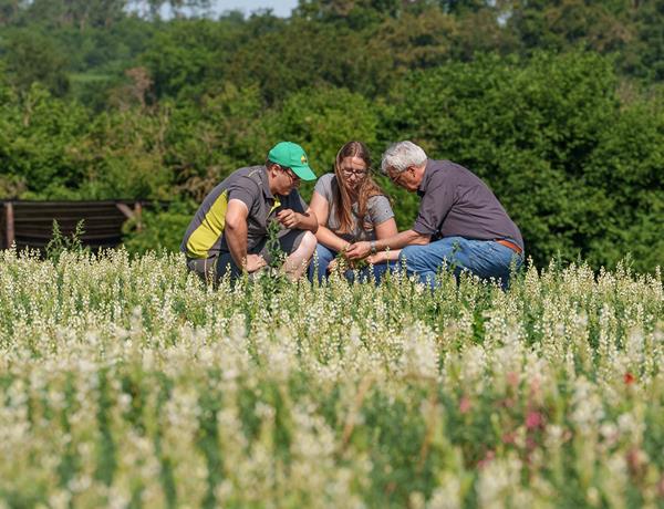 Lupinen-Saatgut, die nachhaltige Alternative