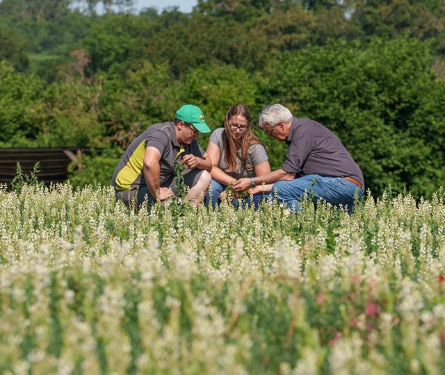 Lupinen-Saatgut, die nachhaltige Alternative